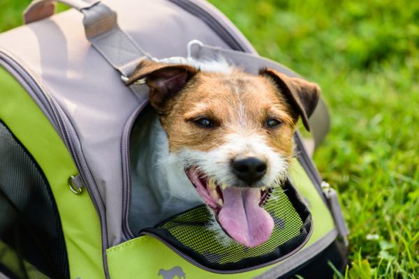 Typer hundebaerere og hvordan du velger den riktige