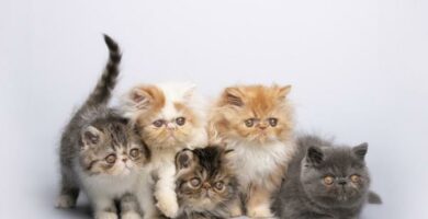 Typer persiske katter