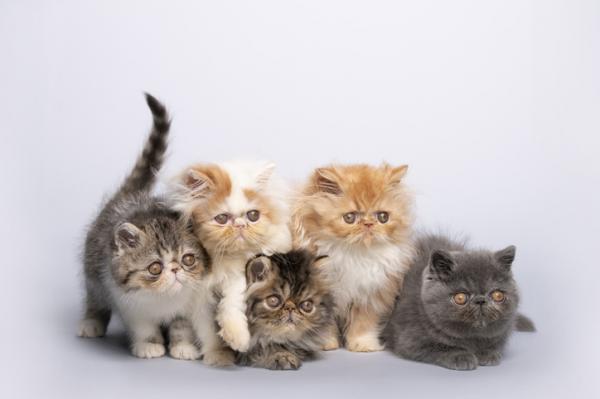 Typer persiske katter
