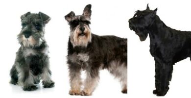 Typer schnauzer mini medium og gigantisk