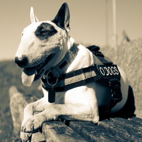 Utdanner en engelsk bullterrier