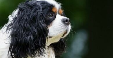 Vanlige Cavalier King Charles Spaniel sykdommer