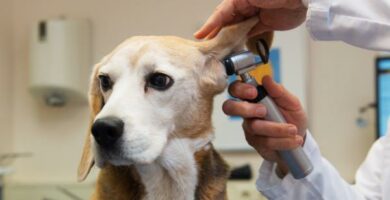 Vanlige sykdommer hos beaglehunder