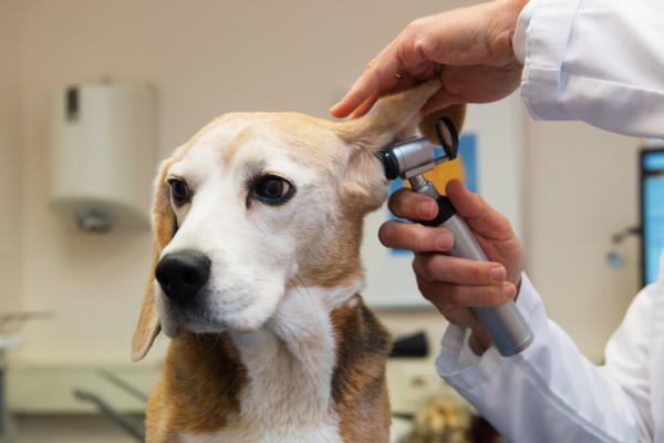 Vanlige sykdommer hos beaglehunder