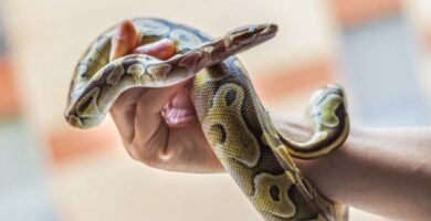 Vanlige sykdommer hos slanger