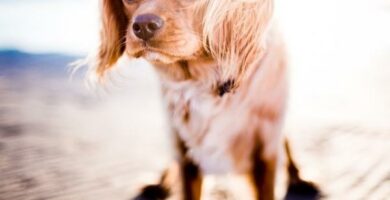 Varmeslag hos hunder symptomer og behandling