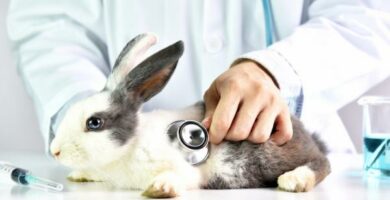 Varmeslag hos kaniner symptomer behandling og forebygging