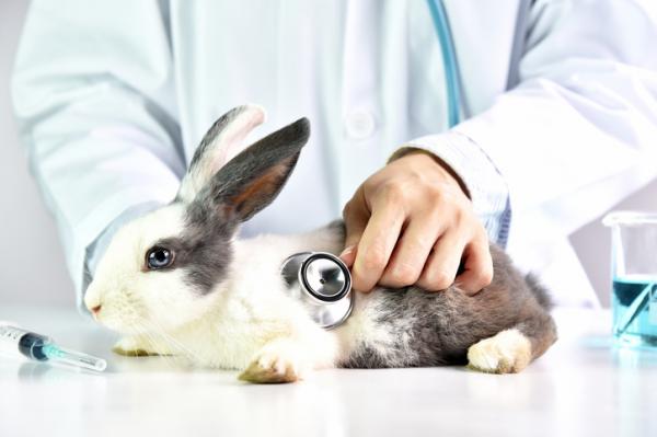Varmeslag hos kaniner symptomer behandling og forebygging