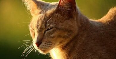 Varmeslag hos katter Symptomer og forstehjelp