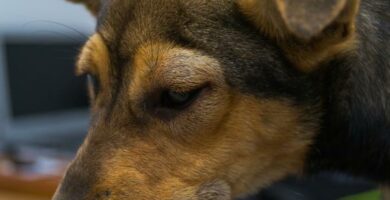Vaskulitt hos hunder arsaker symptomer og behandling