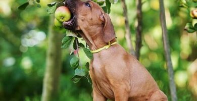 Vegetaroppskrifter for hunder