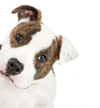 Vestibulaert syndrom hos hunder symptomer og behandling