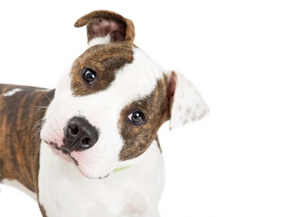 Vestibulaert syndrom hos hunder symptomer og behandling