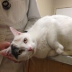 Vestibulaert syndrom hos katter arsaker symptomer og behandling