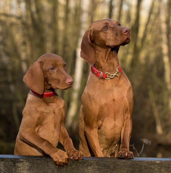 Vi introduserer en andre hund hjemme