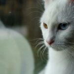 Vitaminer for katter med leukemi