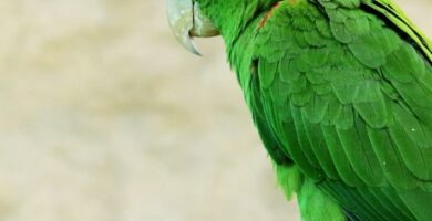 Vitaminer for papegoye fjaerdrakt