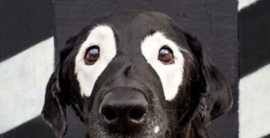 Vitiligo hos hunder symptomer arsaker og behandling