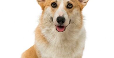 Walisisk corgi Pembroke