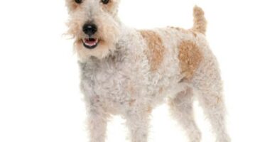 Wirehair foxterrier