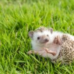 Wobbly Hedgehog Syndrome Symptomer og behandling