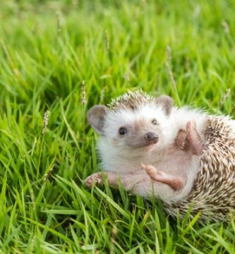 Wobbly Hedgehog Syndrome Symptomer og behandling