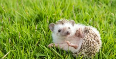 Wobbly Hedgehog Syndrome Symptomer og behandling