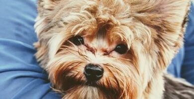 Yorkshire terrier harpleie