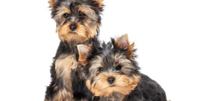 Yorkshire terrier omsorg