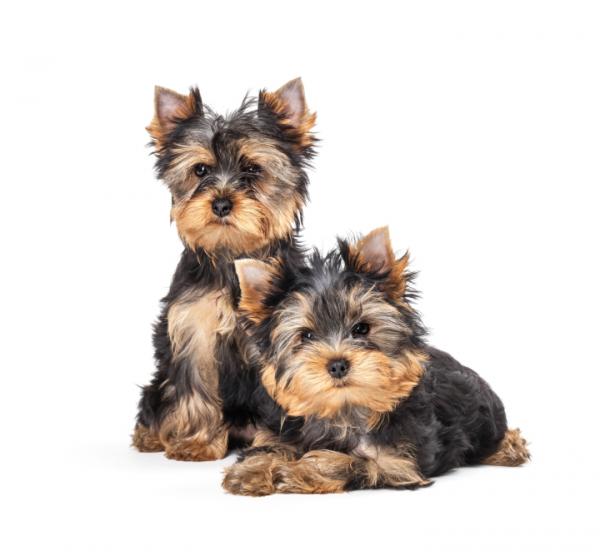 Yorkshire terrier omsorg