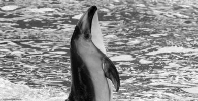 delfines en peligro de extincion 24380 600