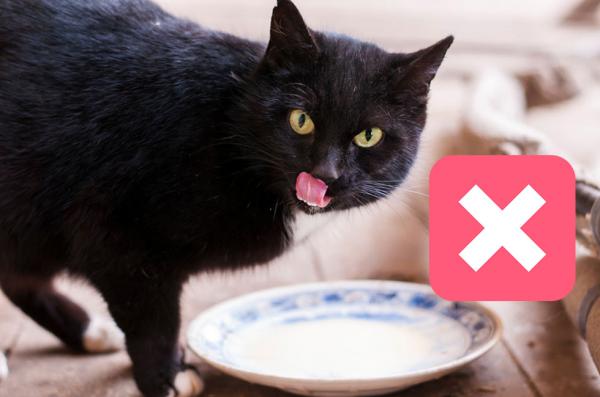 10 falske myter om katter som du bor slutte a