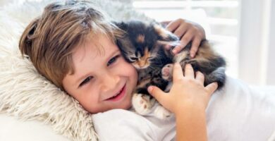 10 grunner til a adoptere en katt