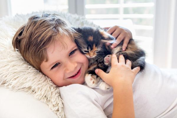 10 grunner til a adoptere en katt
