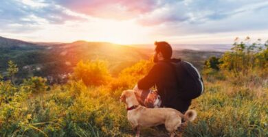 10 grunner til a adoptere en mongrel hund