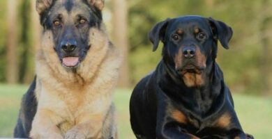 10 hunderaser utsatt for hoftedysplasi