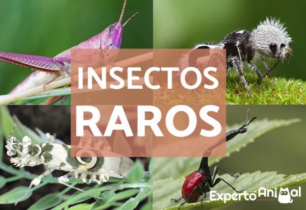 10 sjeldneste insekter i verden