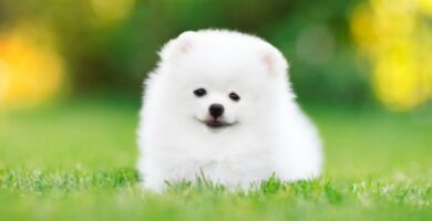 10 sma hvite hunderaser