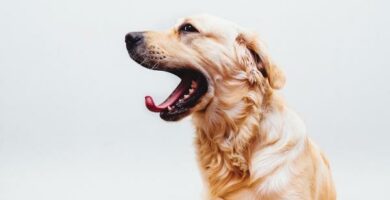10 tegn pa stress hos hunder
