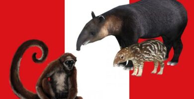 12 dyr i fare for utryddelse i Peru