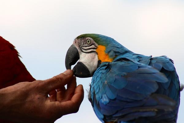 Forbudt mat for papegøyer - Symptomer på forgiftning