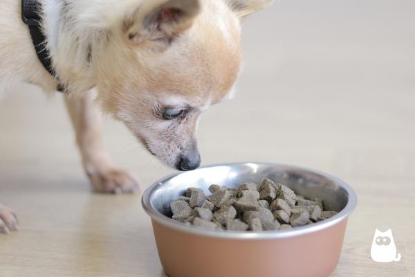 Proteinfoder for hunder - Virkninger av for mye protein på hunder