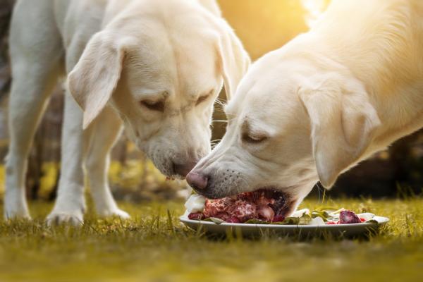 Proteinfoder for hunder - Hjemmelaget proteinfoder for hunder