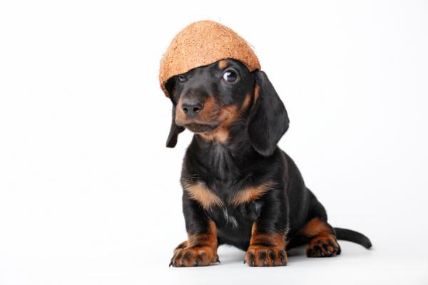 Kokosolje for hunder - fordeler og bruksområder - Kan hunder spise kokos?