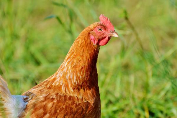 Hvorfor spiser kyllinger eggene sine?  - Hvordan forhindre kyllinger i å spise eggene sine?