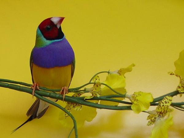 Gouldian Finch - Reproduksjon av Gouldian Finch