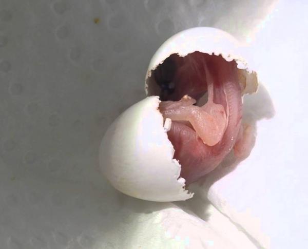 Gouldian finch - Fødsel