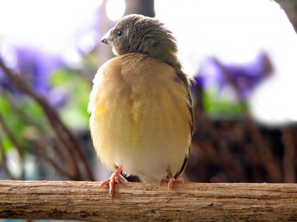 Gouldian finch - Kyllinger ute av reiret