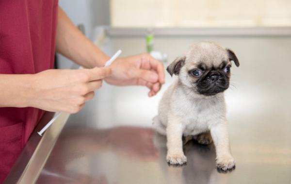 Puppy Dog Grooming - En valps første vaksinasjoner