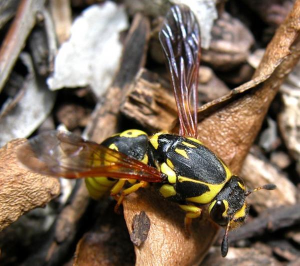 Insekttyper - Kjennetegn og navn - Hymenoptera (Order Hymenoptera)